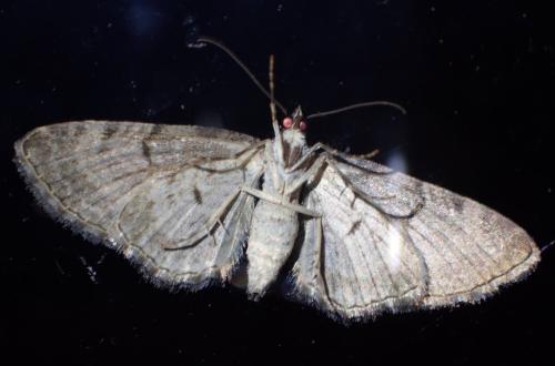 Réf. 304 169 : Eupithecia icterata